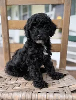 Joey, a male Maltipoo for sale in Westfield, IN – 3 of 3