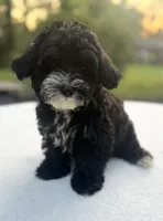 Harper, a female Poodle - Miniature  and Morkie for sale in Westfield, IN – 3 of 4