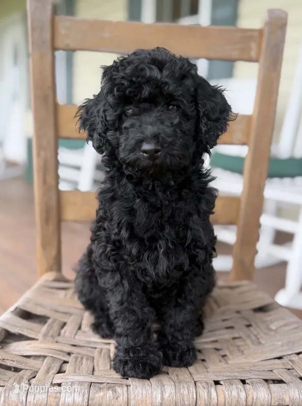 Tommy – Maltipoo puppy for sale in Westfield, IN