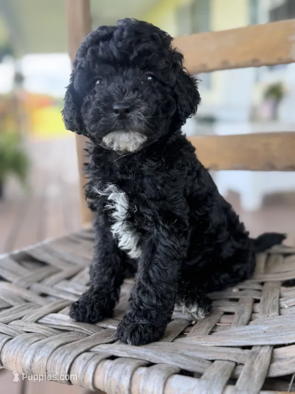 Nancy – Maltipoo puppy for sale in Morehead, KY