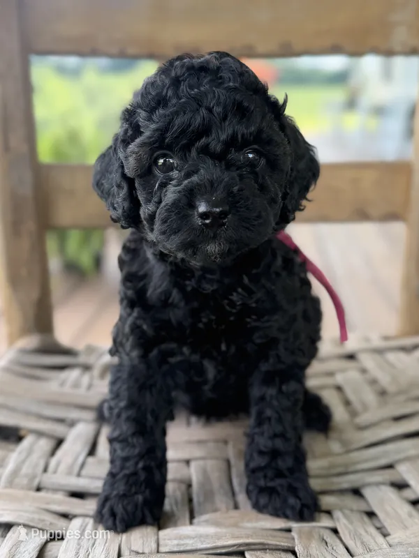 Honey – Poodle - Miniature  puppy for sale in Morehead, KY