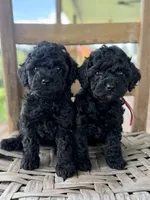 Honey, a female Poodle - Miniature  for sale in Morehead, KY – 4 of 4