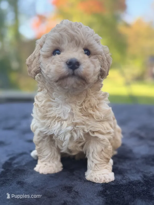 Beau – Maltipoo puppy for sale in Westfield, IN