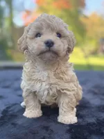 Beau, a male Maltipoo for sale in Westfield, IN – 2 of 6