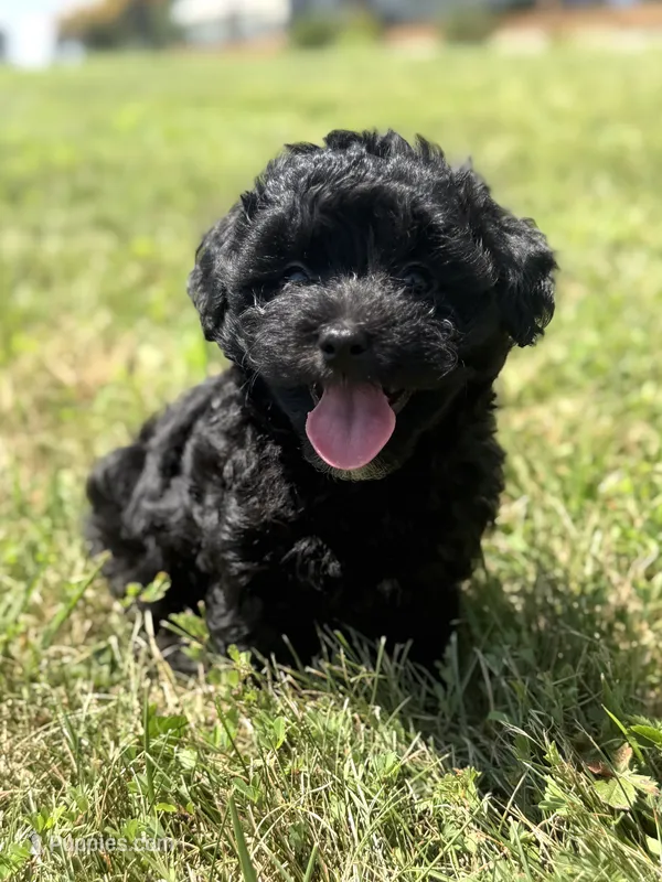 Homer – Poodle - Miniature , Morkie puppy for sale in Westfield, IN