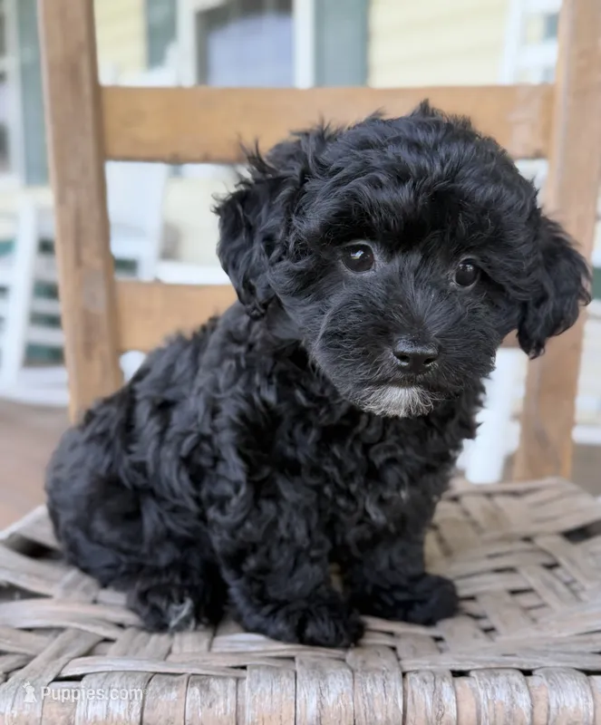 Homer – Poodle - Miniature , Morkie puppy for sale in Westfield, IN