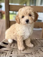 Daphne, a female Poodle - Miniature  for sale in Morehead, KY – 5 of 5
