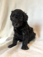 Hazel, a female Poodle - Miniature  for sale in Westfield, IN – 2 of 3