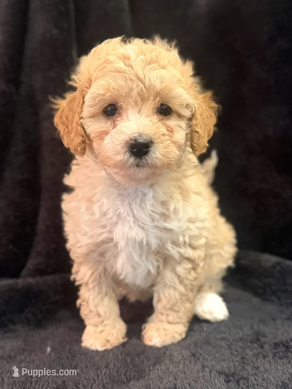 Daphne – Poodle - Miniature  puppy for sale in Westfield, IN