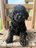 Honey, a female Poodle - Miniature  for sale in Westfield, IN – 3 of 5