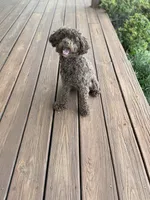 Murphy, a male Poodle - Miniature  for sale in Morehead, KY – 2 of 3