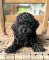 Honey, a female Poodle - Miniature  for sale in Westfield, IN – 2 of 5
