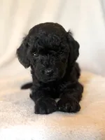Ember, a male Poodle - Miniature  for sale in Westfield, IN – 2 of 3