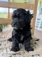 Frankie , a male Maltipoo for sale in Morehead, KY – 3 of 3