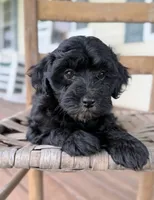 Frankie , a male Maltipoo for sale in Westfield, IN – 3 of 3