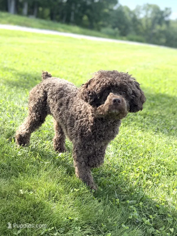 Murphy – Poodle - Miniature  puppy for sale in Westfield, IN