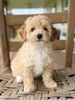 Daphne, a female Poodle - Miniature  for sale in Morehead, KY – 3 of 5