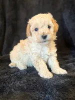 Maple, a female Poodle - Miniature  for sale in Westfield, IN – 3 of 4
