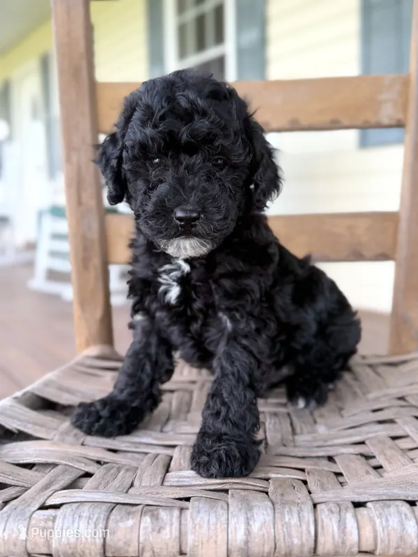 Joey – Maltipoo puppy for sale in Morehead, KY