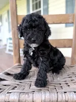 Joey, a male Maltipoo for sale in Westfield, IN – 1 of 3