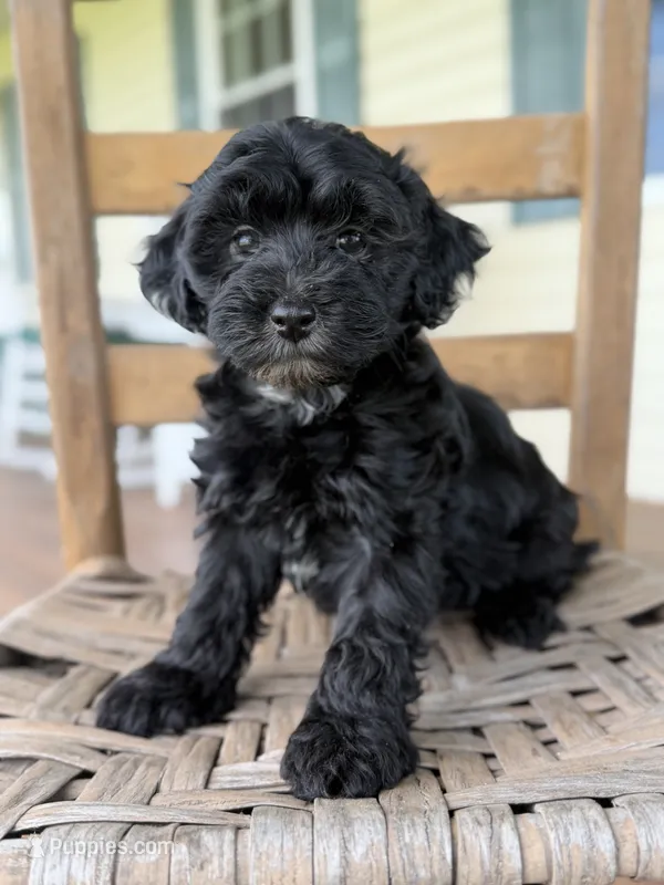 Frankie  – Maltipoo puppy for sale in Morehead, KY