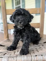Frankie , a male Maltipoo for sale in Westfield, IN – 2 of 3