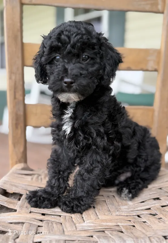 Joey – Maltipoo puppy for sale in Westfield, IN