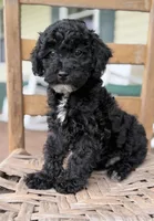 Joey, a male Maltipoo for sale in Westfield, IN – 2 of 3