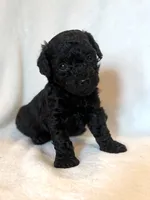 Aspen, a male Poodle - Miniature  for sale in Westfield, IN – 1 of 2