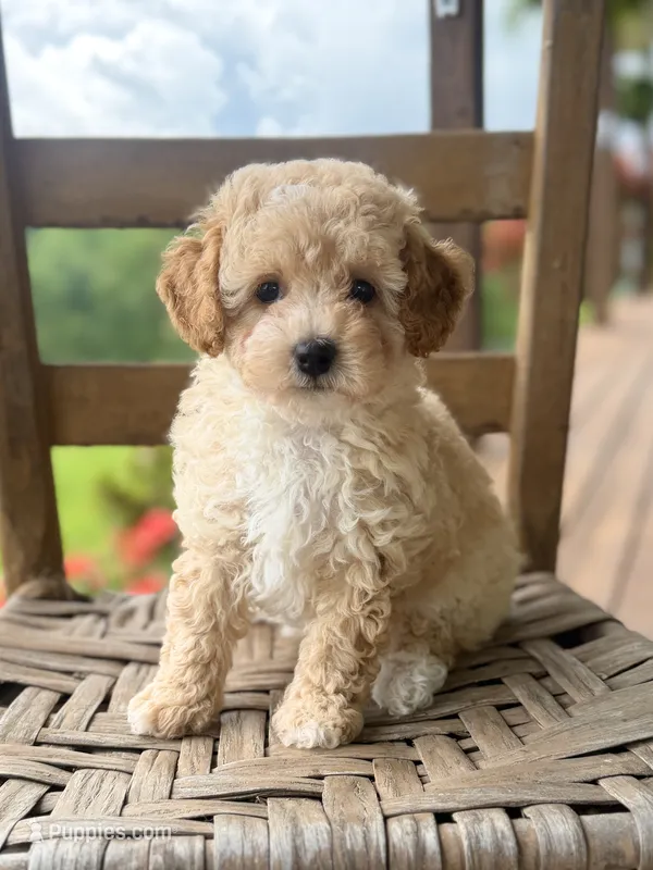Daphne – Poodle - Miniature  puppy for sale in Morehead, KY