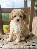 Daphne, a female Poodle - Miniature  for sale in Morehead, KY – 1 of 5