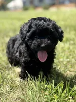 Homer, a male Poodle - Miniature  and Morkie for sale in Westfield, IN – 2 of 4