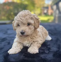 Beau, a male Maltipoo for sale in Westfield, IN – 3 of 6
