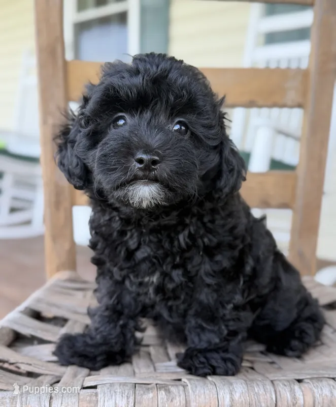 Homer – Poodle - Miniature , Morkie puppy for sale in Westfield, IN