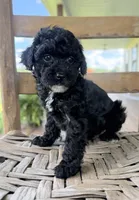 Joey, a male Maltipoo for sale in Morehead, KY – 1 of 3