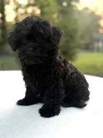 Holly, a female Poodle - Miniature  and Morkie for sale in Westfield, IN – 2 of 3