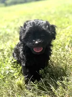 Holly, a female Poodle - Miniature  and Morkie for sale in Westfield, IN – 1 of 4