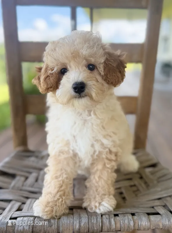 Daphne – Poodle - Miniature  puppy for sale in Morehead, KY