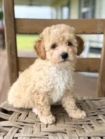 Daphne, a female Poodle - Miniature  for sale in Morehead, KY – 4 of 5