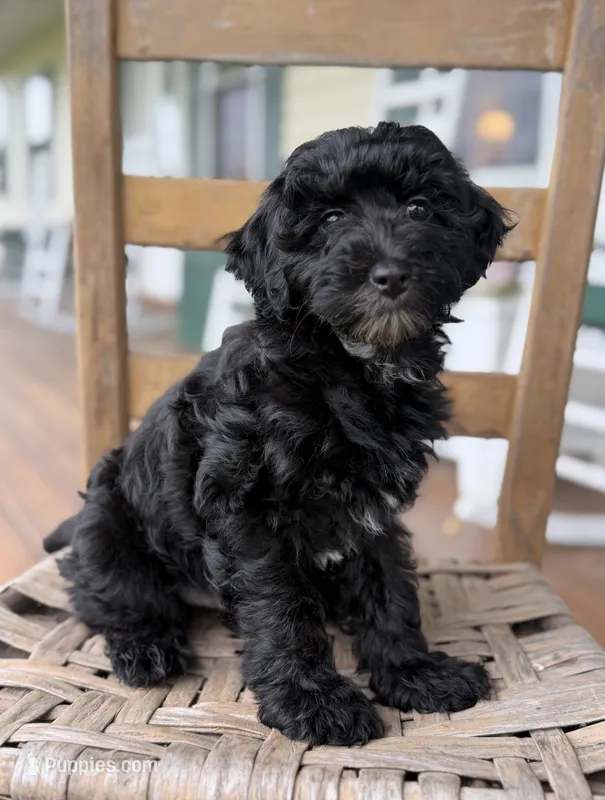 Frankie  – Maltipoo puppy for sale in Westfield, IN