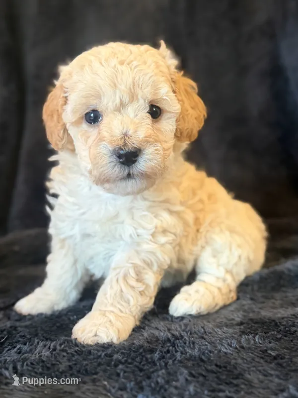 Maple – Poodle - Miniature  puppy for sale in Westfield, IN