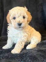 Maple, a female Poodle - Miniature  for sale in Westfield, IN – 1 of 4