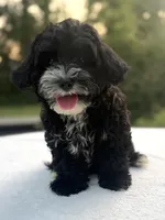 Harper, a female Poodle - Miniature  and Morkie for sale in Westfield, IN – 2 of 4