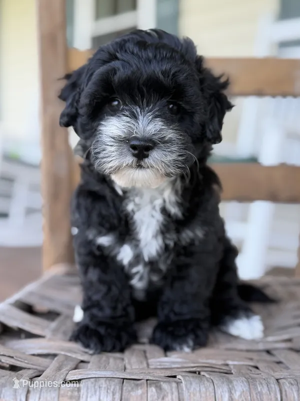 Harper – Poodle - Miniature , Morkie puppy for sale in Westfield, IN