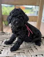 Honey, a female Poodle - Miniature  for sale in Morehead, KY – 3 of 4