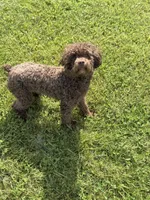 Murphy, a male Poodle - Miniature  for sale in Morehead, KY – 3 of 3