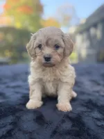 Belle, a female Maltipoo for sale in Westfield, IN – 3 of 4