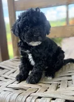 Nancy, a female Maltipoo for sale in Morehead, KY – 2 of 2