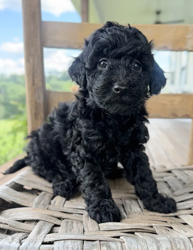 Tommy – Maltipoo puppy for sale in Morehead, KY