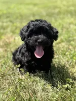 Homer, a male Poodle - Miniature  and Morkie for sale in Westfield, IN – 3 of 4